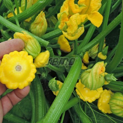 Patisoni Sunseance F1 (10 sēklas)